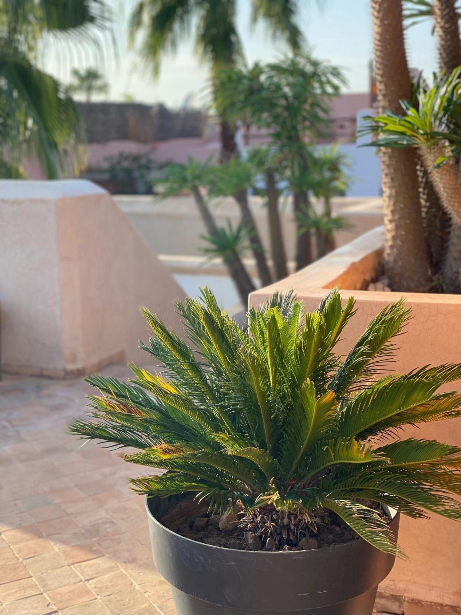 Riad Rossi Marrakesh Eksteriør billede